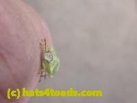 /home//u458753944/public_html/sourcegallery////////////Insects and small critters/aphids cicadas lanternflies and true bugs (Hemiptera)/P1140047.JPG